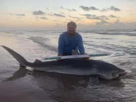 Afternoon Surf Fishing For Sharks