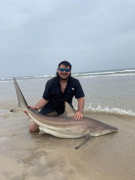 Afternoon Surf Fishing For Sharks