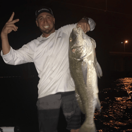 Black Drum Fishing in Ruskin, Florida