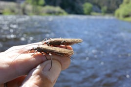 Finest Fly-Fishing Guides - Bozeman