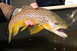 Finest Fly-Fishing Guides - Bozeman