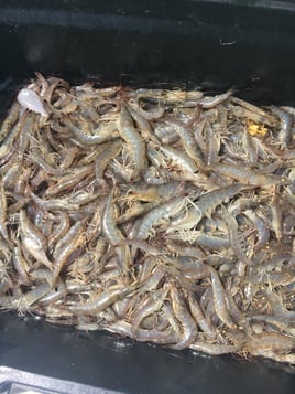 Shrimp Fishing in Grand Isle, Louisiana