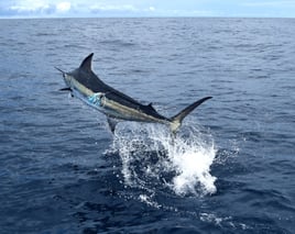 Quepos Billfish and Pelagics