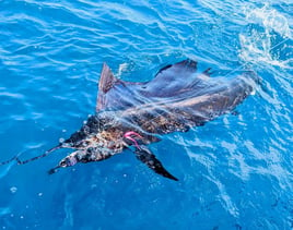 Quepos Billfish and Pelagics