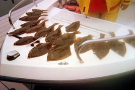 Massachusetts Flounder Hookfest