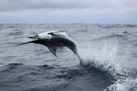 Billfish, Wahoo, Mahi & Tuna