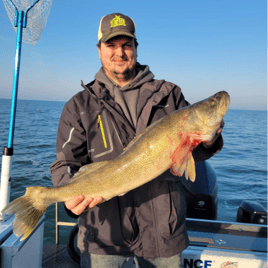 Lake Erie Walleye Catch