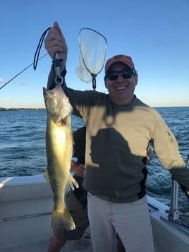 Lake Erie Walleye Catch