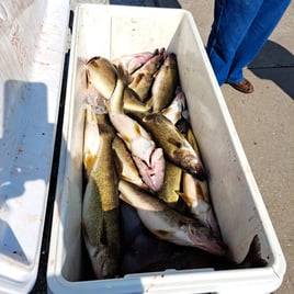 Lake Erie Walleye Drift