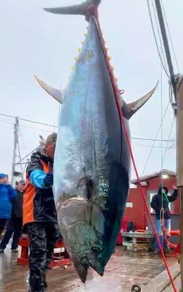 Yellowfin Tuna Fishing in Canso, Canada