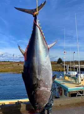 Yellowfin Tuna Fishing in Canso, Canada