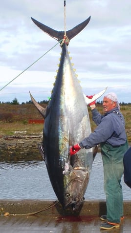 Yellowfin Tuna Fishing in Canso, Canada