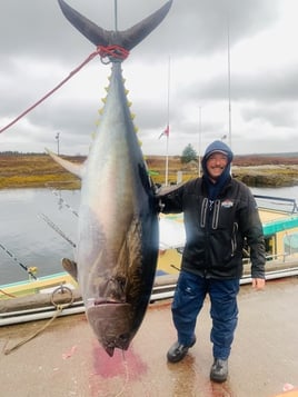 Yellowfin Tuna Fishing in Canso, Canada