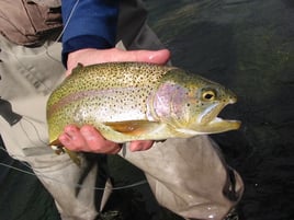 Rainbow Trout Fishing in Ketchum, Idaho