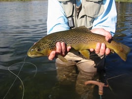 Rainbow Trout Fishing in Ketchum, Idaho