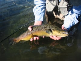 Rainbow Trout Fishing in Ketchum, Idaho