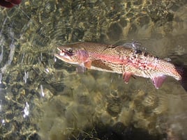 Idaho Trout Adventure