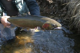 Premier Trout Slam