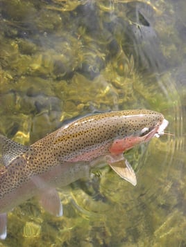 Rainbow Trout Fishing in Ketchum, Idaho