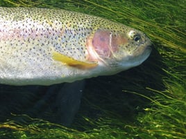 Rainbow Trout Fishing in Ketchum, Idaho