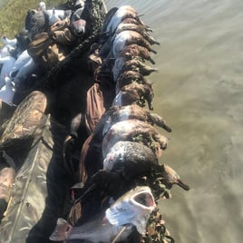 Texas Variety Duck Trip