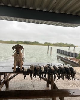 Coastal Bend Duck Assault