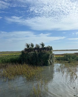 Coastal Bend Duck Assault