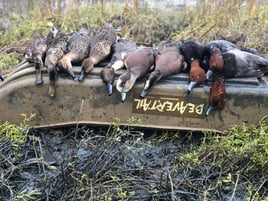 Coastal Bend Duck Assault