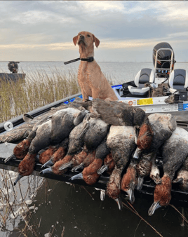 Coastal Bend Duck Assault