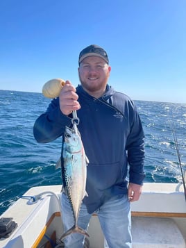 False Albacore Fishing in Shalimar, Florida