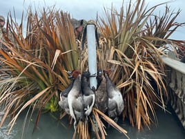 Self Guided Coastal Bend Ducks