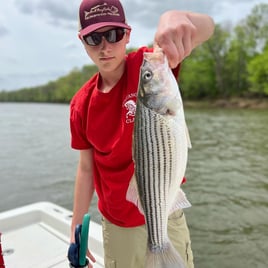 Striped Bass Fishing in Manteo, North Carolina