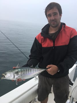 False Albacore Fishing in Bourne, Massachusetts