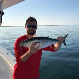 False Albacore Fishing in Bourne, Massachusetts