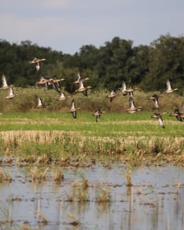 Coastal Bend Teal Assault