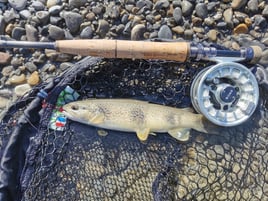 Epic Spanish Pyrenees Fly Fishing