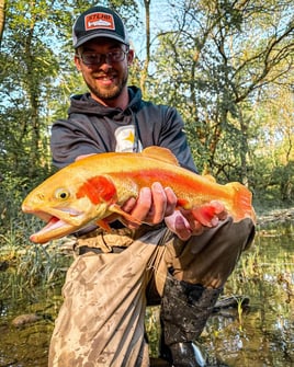 Golden Trout Fishing in Indiana, Pennsylvania