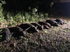 Houston Area Thermal Hog Hunt