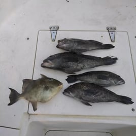 1/2 day Quick Offshore Trip