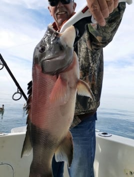 California Combo Catch