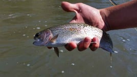 Crooked River Fly Fishing