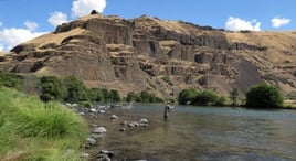 Deschutes River Rainbows and Steelhead