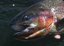 Deschutes River Rainbows and Steelhead