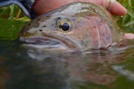 Deschutes River Rainbows and Steelhead