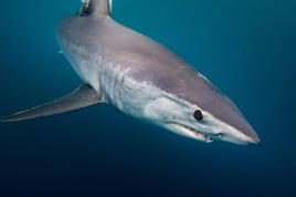 Mako Shark on the Fly