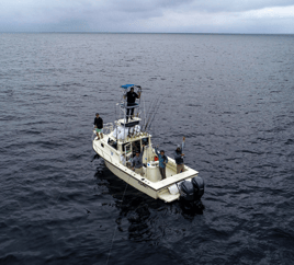 Mako Shark on the Fly