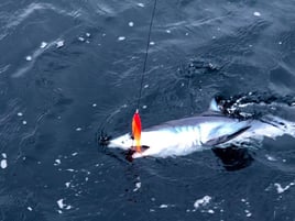 Mako Shark on the Fly