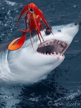 Mako Shark on the Fly