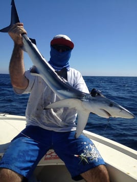 Mako Shark on the Fly