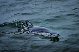 Mako Shark on the Fly